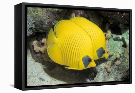 Two Common butterfly fish Red Sea, Egypt-Dan Burton-Framed Premier Image Canvas