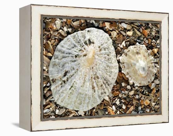 Two Common Limpets on Beach, Normandy, France-Philippe Clement-Framed Premier Image Canvas