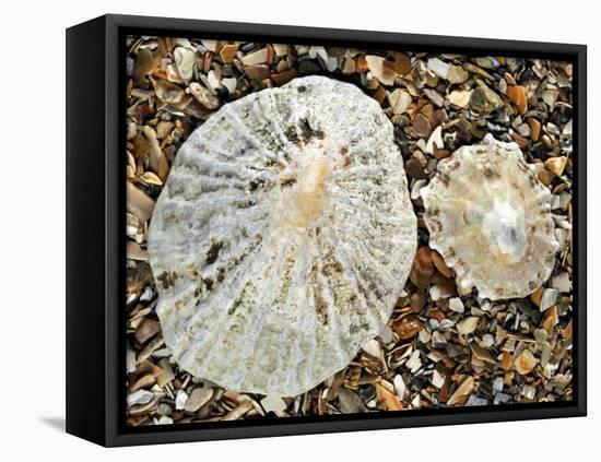 Two Common Limpets on Beach, Normandy, France-Philippe Clement-Framed Premier Image Canvas