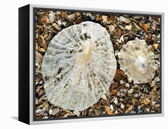 Two Common Limpets on Beach, Normandy, France-Philippe Clement-Framed Premier Image Canvas