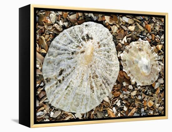 Two Common Limpets on Beach, Normandy, France-Philippe Clement-Framed Premier Image Canvas