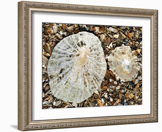 Two Common Limpets on Beach, Normandy, France-Philippe Clement-Framed Photographic Print