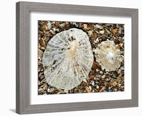 Two Common Limpets on Beach, Normandy, France-Philippe Clement-Framed Photographic Print