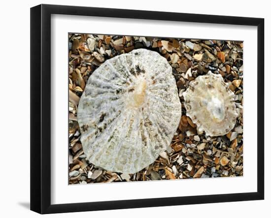 Two Common Limpets on Beach, Normandy, France-Philippe Clement-Framed Photographic Print