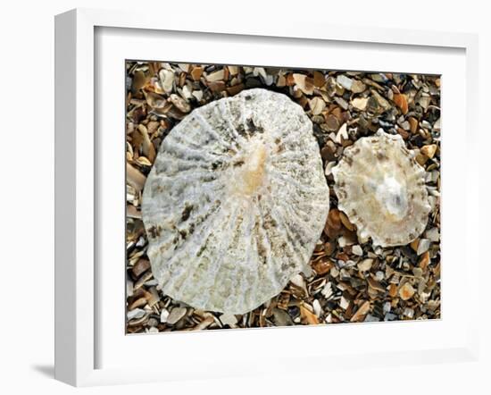 Two Common Limpets on Beach, Normandy, France-Philippe Clement-Framed Photographic Print