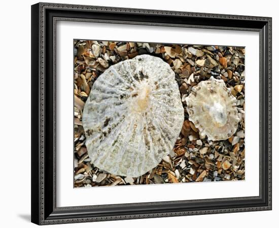 Two Common Limpets on Beach, Normandy, France-Philippe Clement-Framed Photographic Print