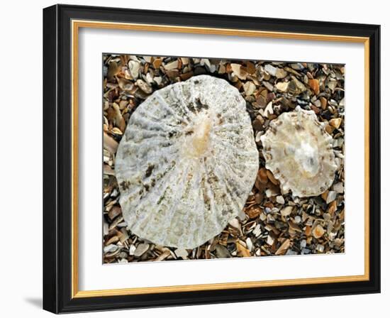 Two Common Limpets on Beach, Normandy, France-Philippe Clement-Framed Photographic Print