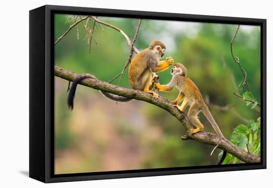 Two Common Squirrel Monkeys (Saimiri Sciureus) Playing on a Tree Branch-Nick Fox-Framed Premier Image Canvas