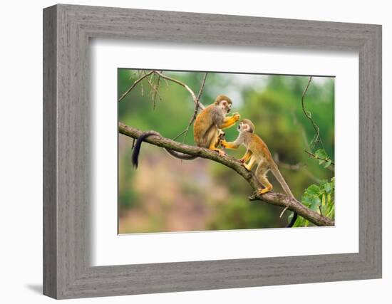 Two Common Squirrel Monkeys (Saimiri Sciureus) Playing on a Tree Branch-Nick Fox-Framed Photographic Print