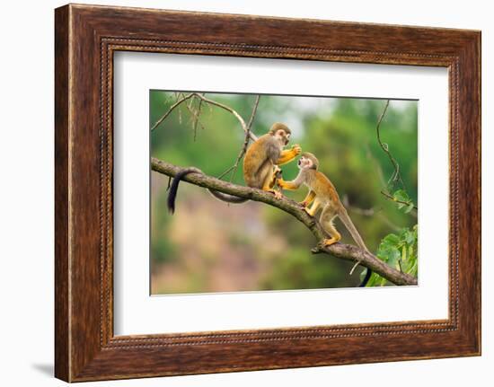 Two Common Squirrel Monkeys (Saimiri Sciureus) Playing on a Tree Branch-Nick Fox-Framed Photographic Print