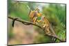 Two Common Squirrel Monkeys (Saimiri Sciureus) Playing on a Tree Branch-Nick Fox-Mounted Photographic Print