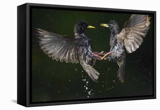 Two Common Starlings (Sturnus Vulgaris) Fighting, Pusztaszer, Hungary, May 2008-Varesvuo-Framed Premier Image Canvas