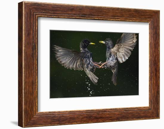 Two Common Starlings (Sturnus Vulgaris) Fighting, Pusztaszer, Hungary, May 2008-Varesvuo-Framed Photographic Print