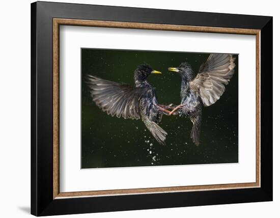 Two Common Starlings (Sturnus Vulgaris) Fighting, Pusztaszer, Hungary, May 2008-Varesvuo-Framed Photographic Print