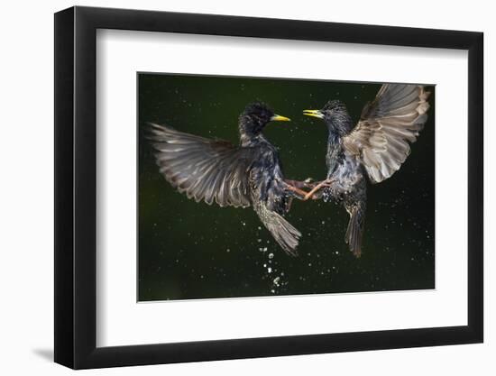 Two Common Starlings (Sturnus Vulgaris) Fighting, Pusztaszer, Hungary, May 2008-Varesvuo-Framed Photographic Print