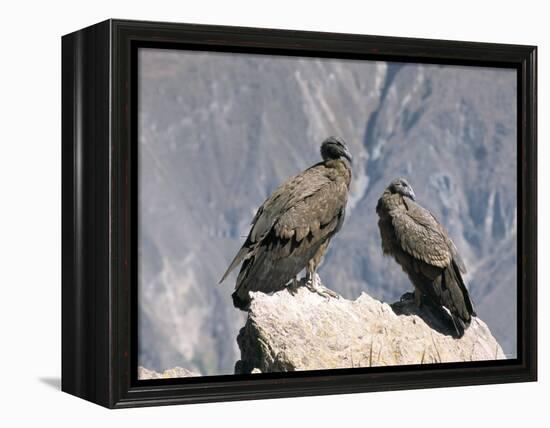 Two Condors at Cruz Del Condor, Colca Canyon, Peru, South America-Tony Waltham-Framed Premier Image Canvas