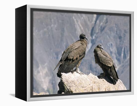 Two Condors at Cruz Del Condor, Colca Canyon, Peru, South America-Tony Waltham-Framed Premier Image Canvas