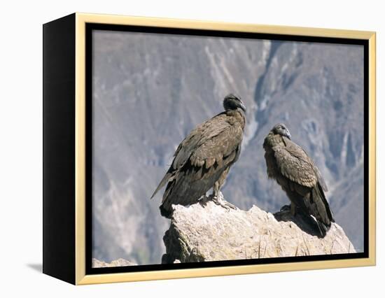Two Condors at Cruz Del Condor, Colca Canyon, Peru, South America-Tony Waltham-Framed Premier Image Canvas