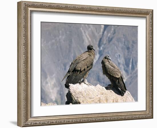 Two Condors at Cruz Del Condor, Colca Canyon, Peru, South America-Tony Waltham-Framed Photographic Print