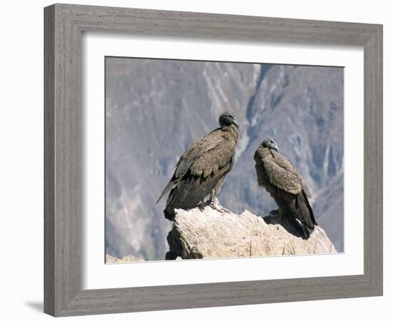 Two Condors at Cruz Del Condor, Colca Canyon, Peru, South America-Tony Waltham-Framed Photographic Print