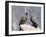 Two Condors at Cruz Del Condor, Colca Canyon, Peru, South America-Tony Waltham-Framed Photographic Print