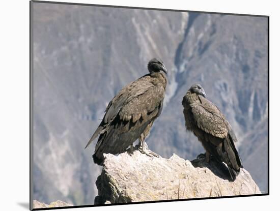 Two Condors at Cruz Del Condor, Colca Canyon, Peru, South America-Tony Waltham-Mounted Photographic Print