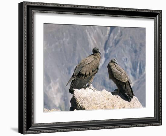 Two Condors at Cruz Del Condor, Colca Canyon, Peru, South America-Tony Waltham-Framed Photographic Print