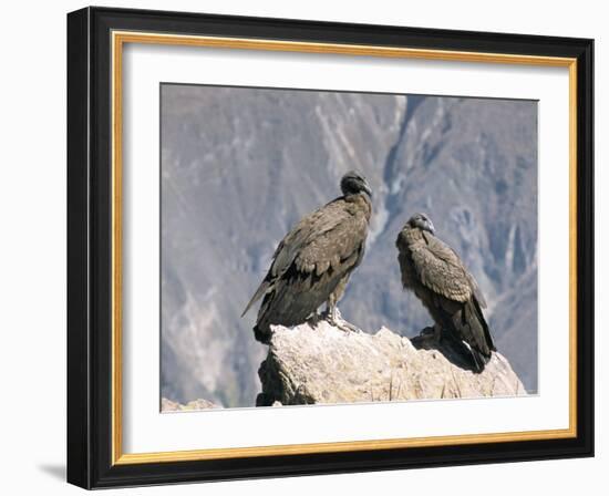 Two Condors at Cruz Del Condor, Colca Canyon, Peru, South America-Tony Waltham-Framed Photographic Print