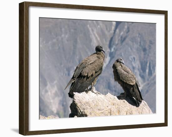 Two Condors at Cruz Del Condor, Colca Canyon, Peru, South America-Tony Waltham-Framed Photographic Print