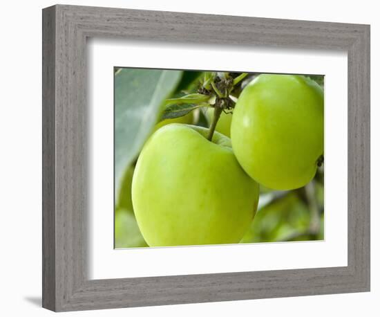 Two Cooking Apples on Tree, England-Paul Thompson-Framed Photographic Print