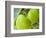 Two Cooking Apples on Tree, England-Paul Thompson-Framed Photographic Print