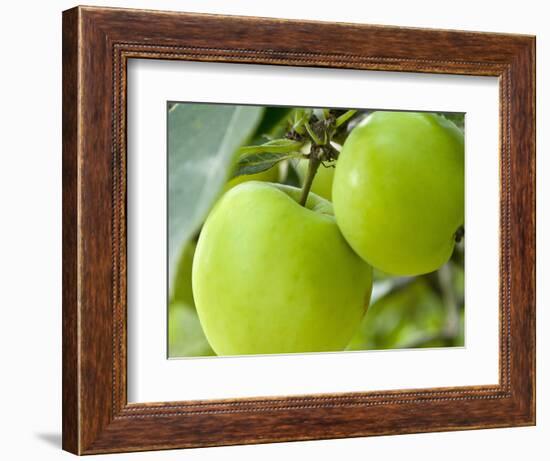 Two Cooking Apples on Tree, England-Paul Thompson-Framed Photographic Print