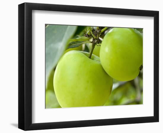 Two Cooking Apples on Tree, England-Paul Thompson-Framed Photographic Print