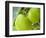 Two Cooking Apples on Tree, England-Paul Thompson-Framed Photographic Print