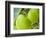 Two Cooking Apples on Tree, England-Paul Thompson-Framed Photographic Print