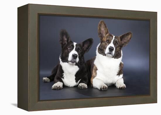 Two Corgi Cardigan-vivienstock-Framed Premier Image Canvas