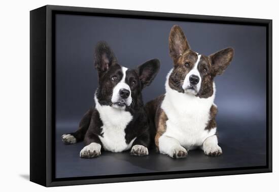 Two Corgi Cardigan-vivienstock-Framed Premier Image Canvas