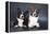 Two Corgi Cardigan-vivienstock-Framed Premier Image Canvas