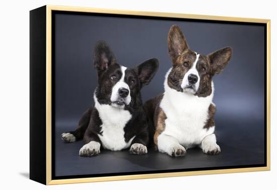 Two Corgi Cardigan-vivienstock-Framed Premier Image Canvas