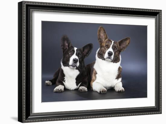 Two Corgi Cardigan-vivienstock-Framed Photographic Print