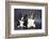 Two Corgi Cardigan-vivienstock-Framed Photographic Print