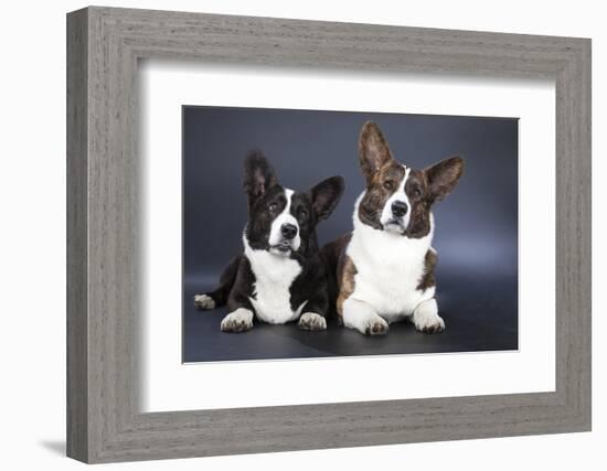 Two Corgi Cardigan-vivienstock-Framed Photographic Print