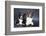 Two Corgi Cardigan-vivienstock-Framed Photographic Print