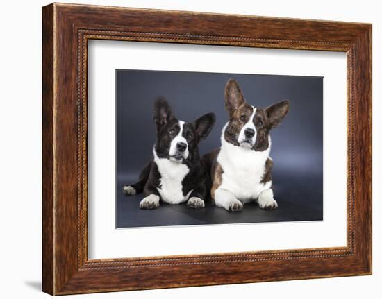 Two Corgi Cardigan-vivienstock-Framed Photographic Print