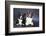 Two Corgi Cardigan-vivienstock-Framed Photographic Print