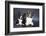 Two Corgi Cardigan-vivienstock-Framed Photographic Print