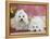 Two Coton De Tulear Dogs Lying on a Rug-Petra Wegner-Framed Premier Image Canvas