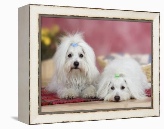 Two Coton De Tulear Dogs Lying on a Rug-Petra Wegner-Framed Premier Image Canvas