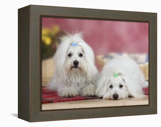 Two Coton De Tulear Dogs Lying on a Rug-Petra Wegner-Framed Premier Image Canvas