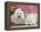 Two Coton De Tulear Dogs Lying on a Rug-Petra Wegner-Framed Premier Image Canvas